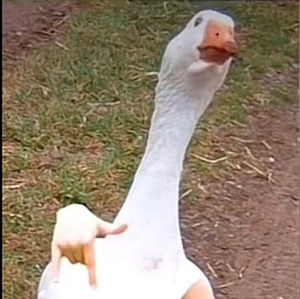 Meet your Posher, Raccoon